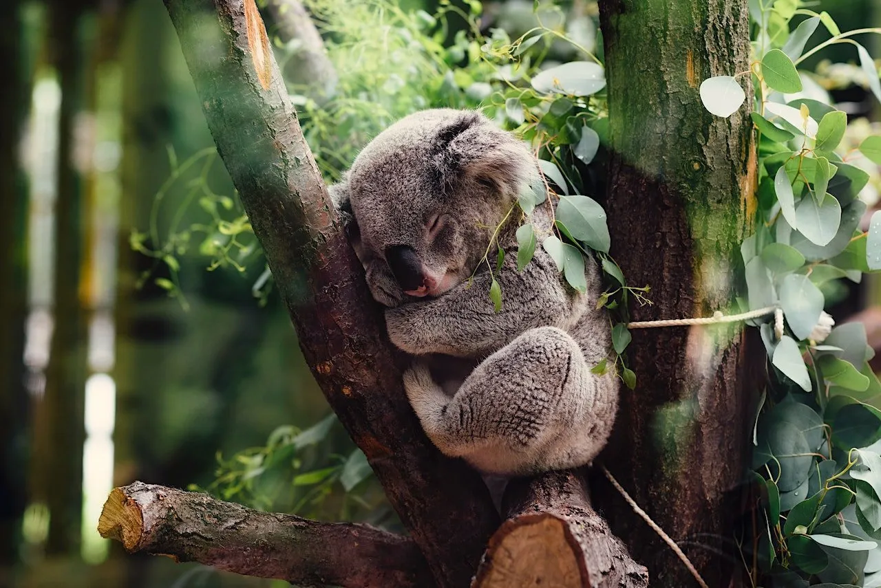 Koala spící na větvi obklopená zeleným listím eukalyptu.