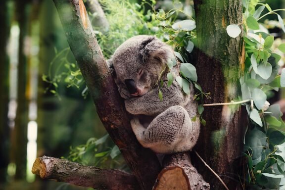 Nechutná fakta o koalach